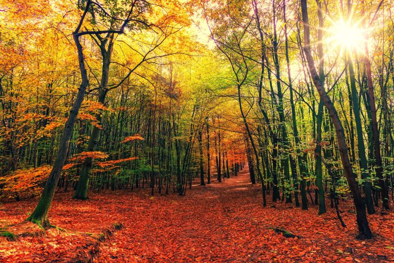 Herbstbild jplenio Pixabay